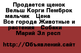 Продается щенок Вельш Корги Пемброк мальчик › Цена ­ 65 000 - Все города Животные и растения » Собаки   . Марий Эл респ.